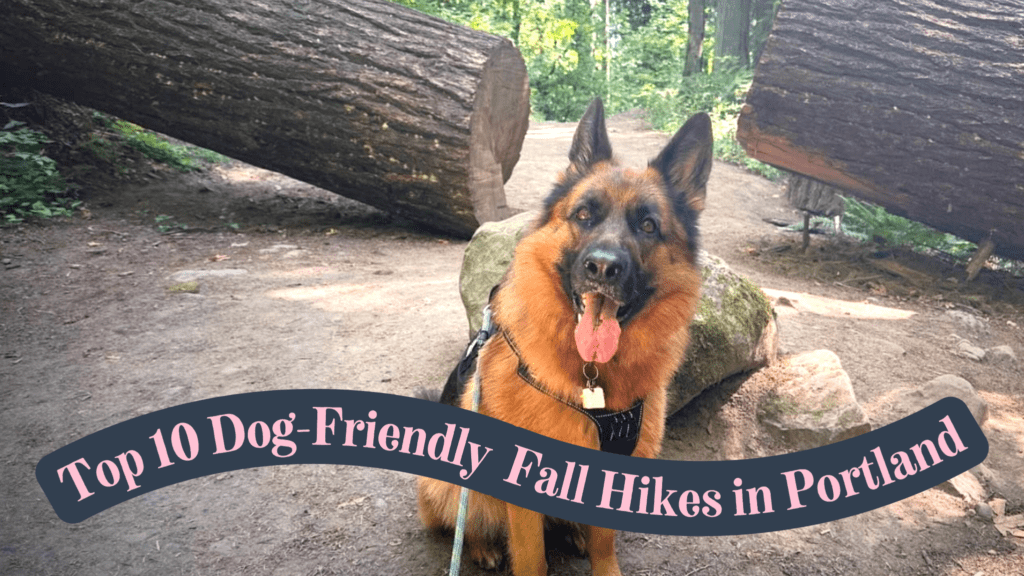 dog-friendly Portland Fall hiking trails featuring a dog on a trail