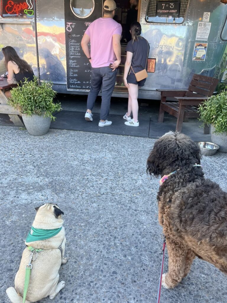 Two dogs, a pug and a doodle mix, patiently waiting with their owners at the dog-friendly J Vein Caffé, an Airstream coffee trailer in Portland, OR.