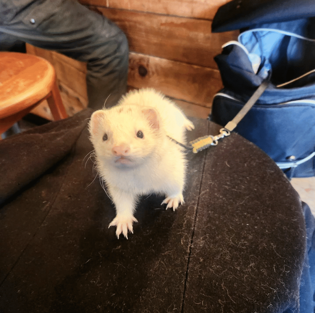 Small, light-colored ferret on a leash looking at the camera while visiting Tiny's Coffee, a pet-friendly spot in Portland. A table and pet carrier are visible nearby.