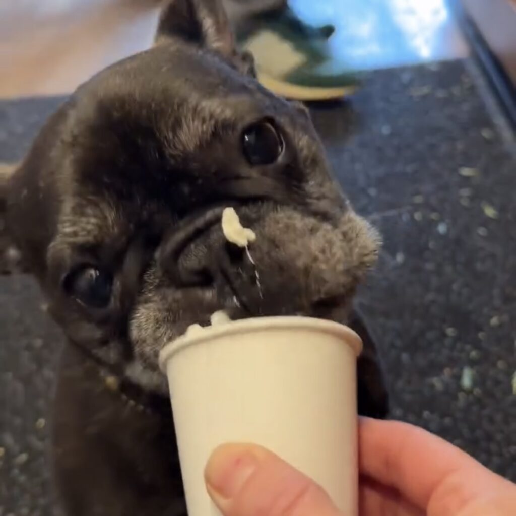 Adorable black French bulldog eagerly licking a 'pup cup' (whipped cream treat) held by a hand at Stumptown Coffee in Belmont, Portland.