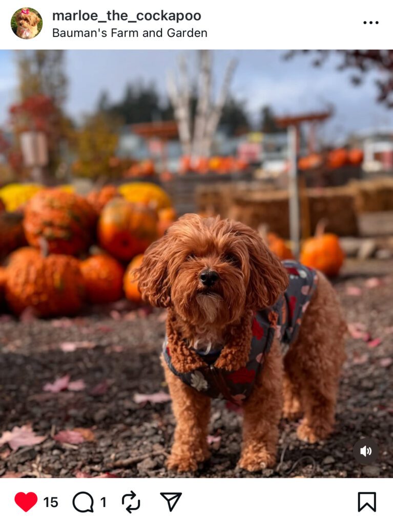 A reddish-brown Cockapoo dog wearing a floral vest, standing in a pumpkin patch with decorative gourds and hay bales in the background at Bauman's Farm in Gervais, Oregon.