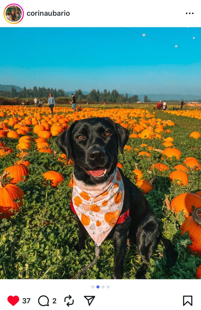 A happy black Labrador retriever wearing a pumpkin-themed bandana, sitting in a field of bright orange pumpkins at Bella's Organic Farm in Portland, Oregon.