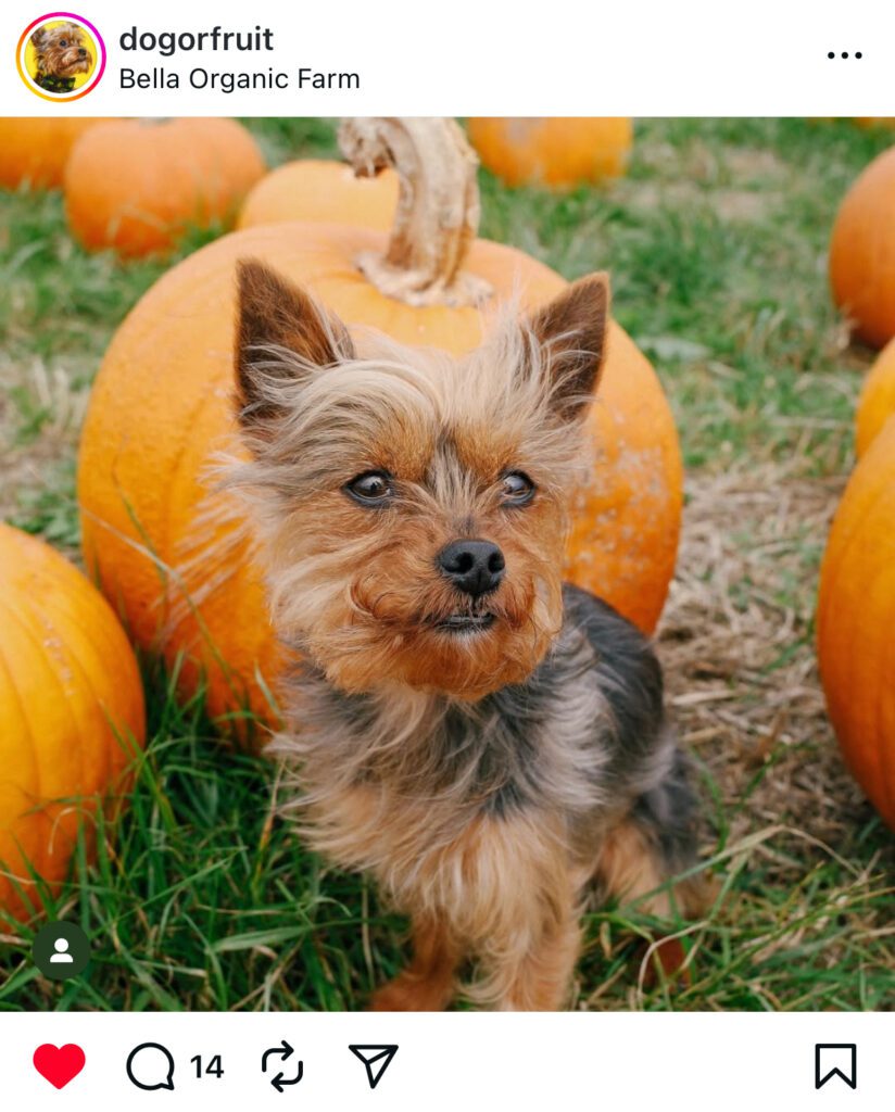 A small, fluffy Yorkshire Terrier sitting in the grass next to an orange pumpkin at Bella Organic Farm in Portland, Oregon.