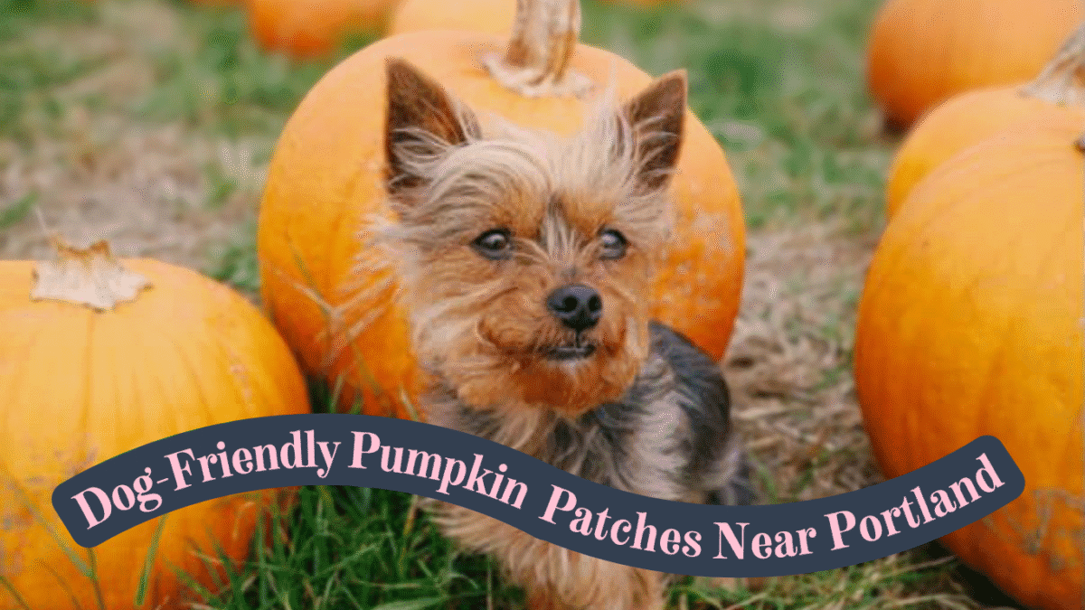 Yorkie sitting among pumpkins at a dog-friendly pumpkin patch in Portland, Oregon.