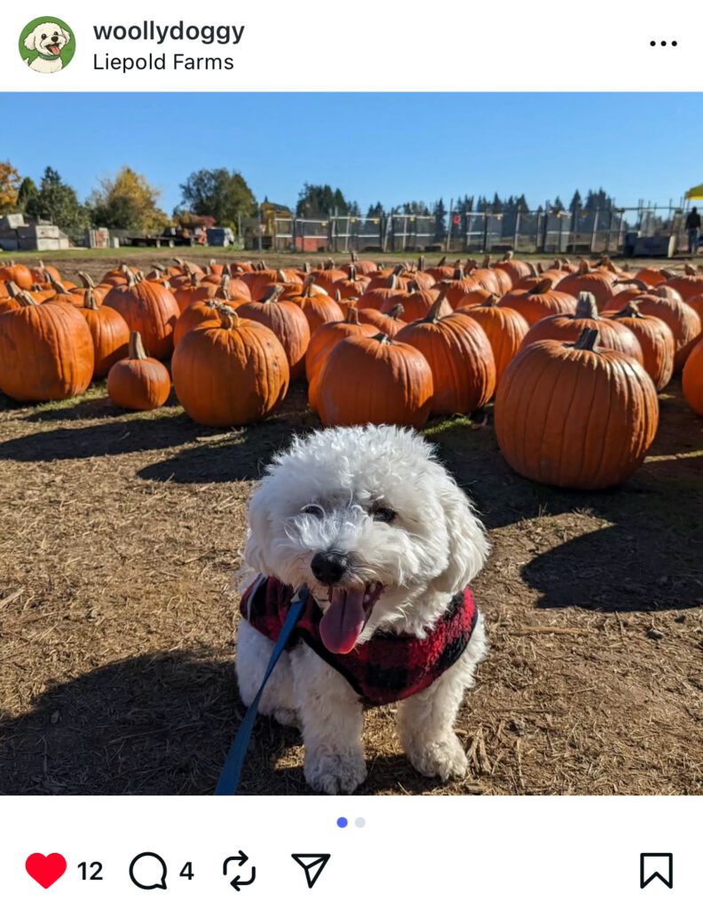 A small, fluffy white dog wearing a red plaid sweater is sitting in a pumpkin patch at Liepold Farms near Portland, Oregon.