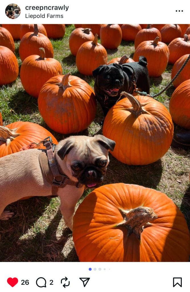 Two pugs, one fawn and one black, standing among orange pumpkins in a sunny pumpkin patch at Liepold Farms in Oregon.