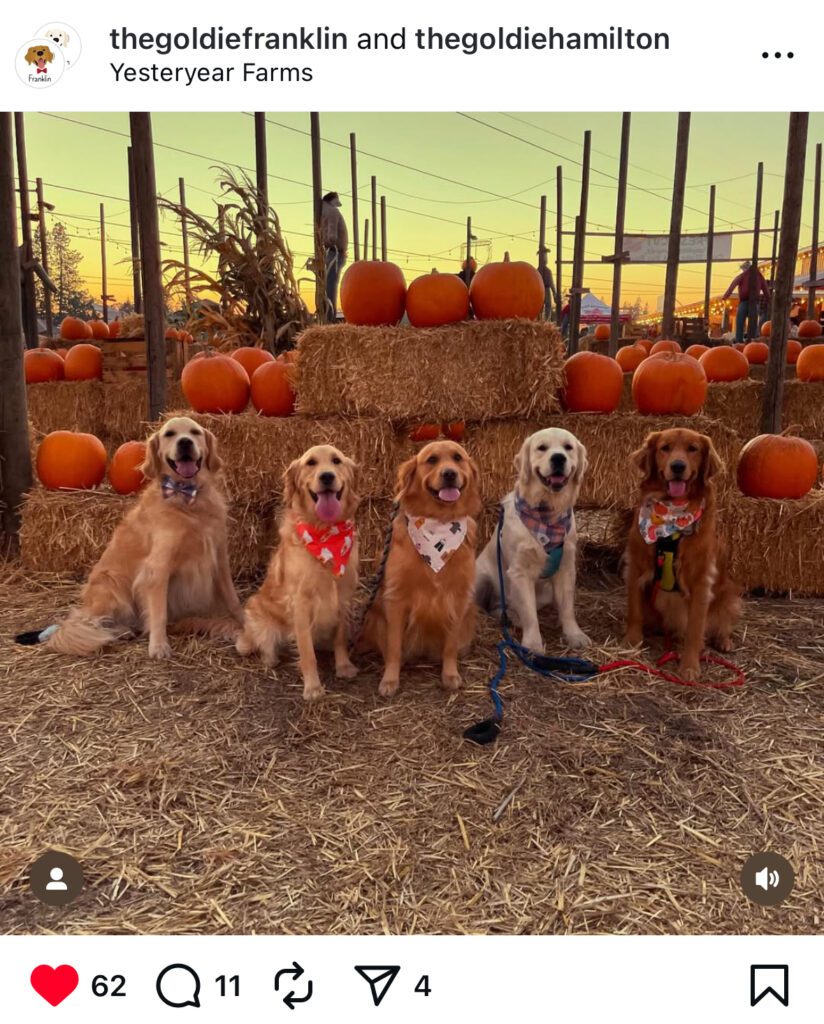 Five happy golden retriever dogs sitting in front of hay bales and orange pumpkins at Yesteryear Farms in Wilsonville, Oregon, during sunset.