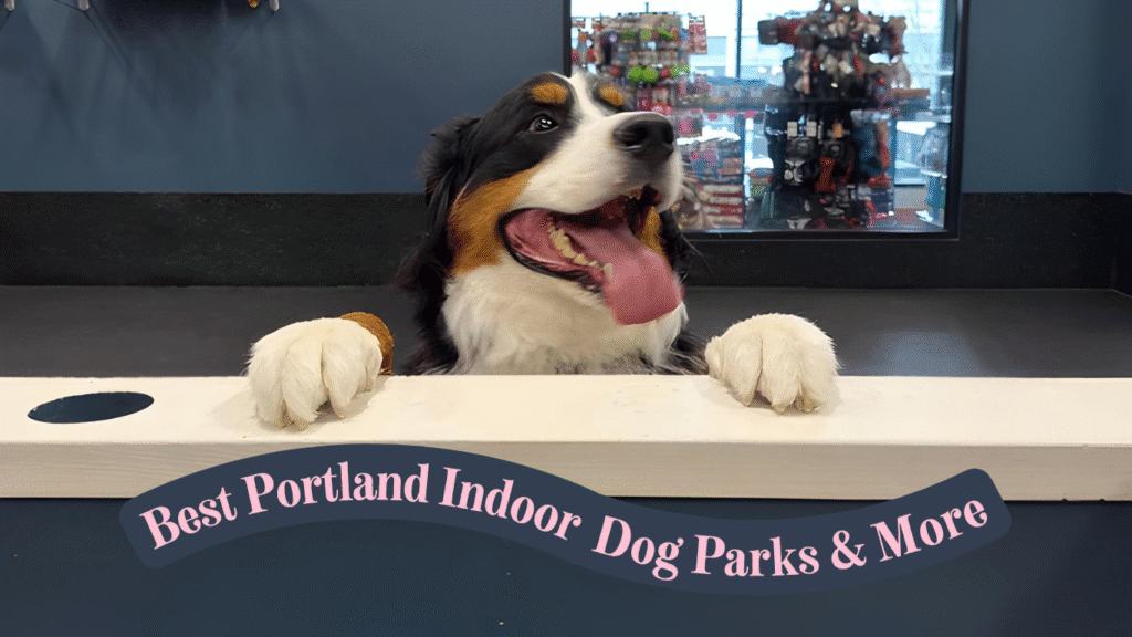 Bernese Mountain Dog smiling with paws on a counter at a Portland indoor dog park.