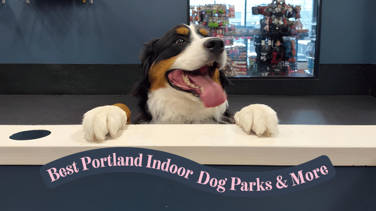 Bernese Mountain Dog smiling with paws on a counter at a Portland indoor dog park.
