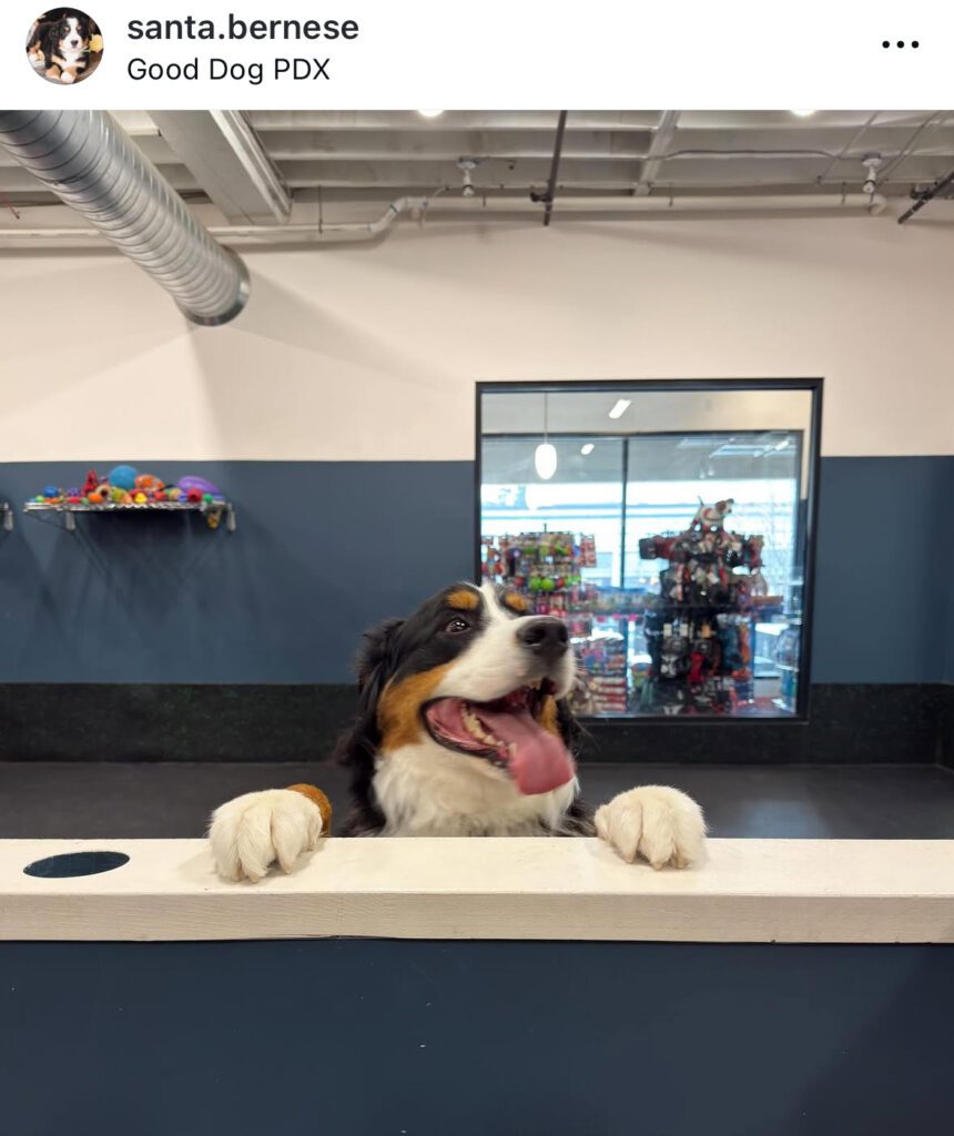 Santa, a happy Bernese Mountain Dog, looking over a partition at Good Dog PDX, a popular indoor dog park in Portland, Oregon.