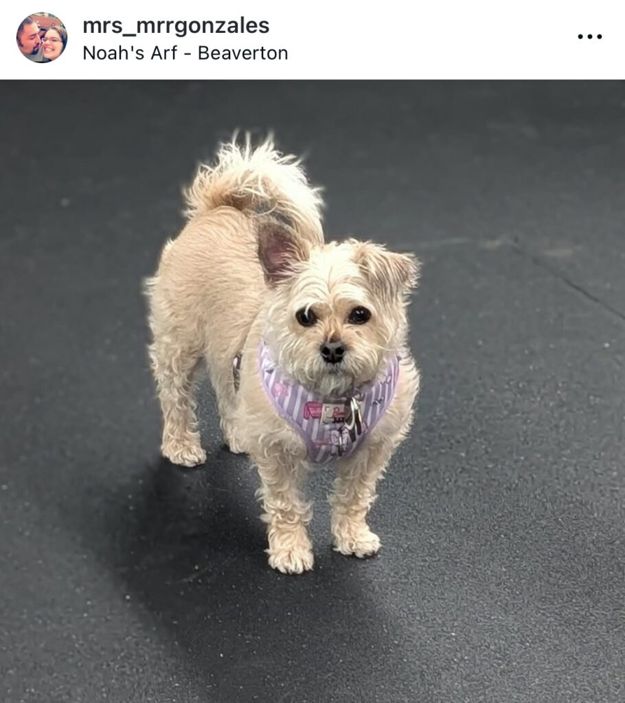 A scruffy terrier mix standing on the rubberized floor at Noah's Arf, an indoor dog park in Beaverton serving the greater Portland area.