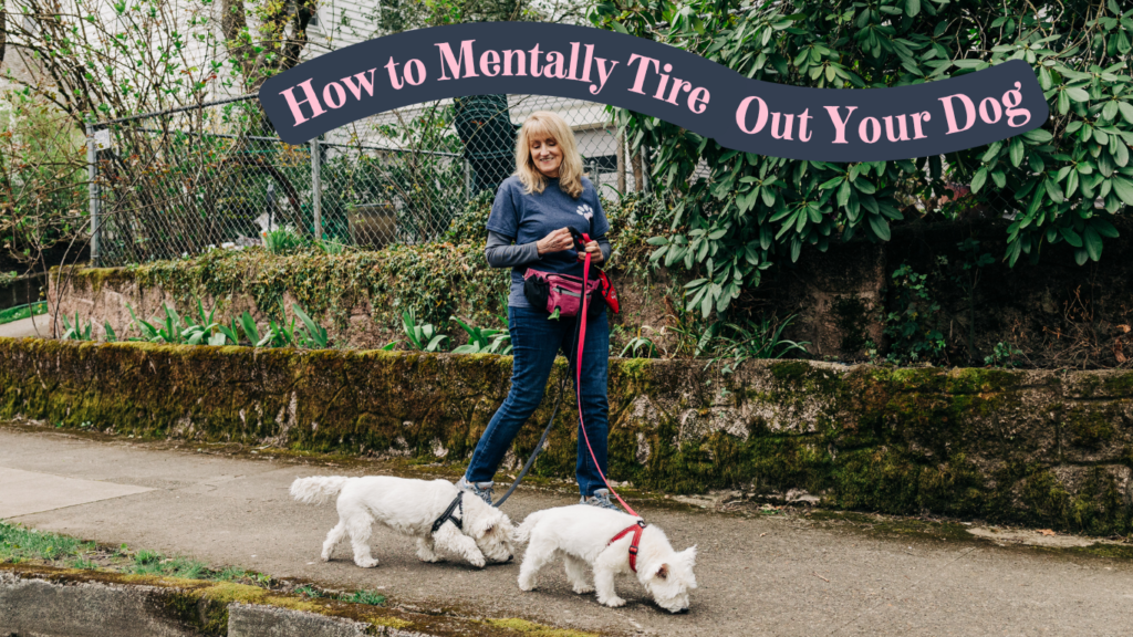 Professional dog walker in Portland, Oregon leading two small white dogs on a 'Sniffari' walk for mental enrichment.